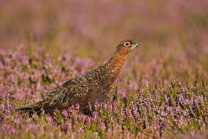Red Grouse - walking through heather in early morning sunshine Red Grouse - walking through heather in early morning sunshine