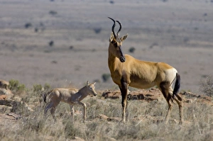 Red Haretebeest - Female with young calf Red Haretebeest - Female with young calf