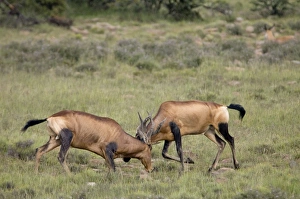 Red Hartebeest - Territorial fight between two bulls Red Hartebeest - Territorial fight between two bulls