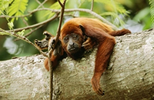 <b class=qtipBold><figcaption>Red Howler Monkey</figcaption></b><br>WAT-6169 Red Howler Monkey South America Alouatta seniculus M. Watson Please note that prints are for personal display purposes only and may not be reproduced in any way.<br><em>© M.Watson / ardea.com</em> Red Howler Monkey