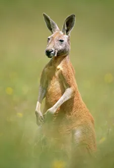 <b class=qtipBold><figcaption>Red Kangaroo</figcaption></b><br>JPF-9042 RED KANGAROO Megaleia rufa Jean Paul Ferrero Please note that prints are for personal display purposes only and may not be reproduced in any way.<br><em>© Jean-Paul Ferrero/ardea.com</em> Red Kangaroo