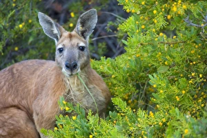 Red Kangaroo - big adult male Red Kangaroo sitting between blooming acacia bushes feeding Red Kangaroo - big adult male Red Kangaroo sitting between blooming acacia bushes feeding