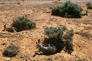 Red Kangaroo - Group sleeping in shade during the hot hours of the day Red Kangaroo - Group sleeping in shade during the hot hours of the day