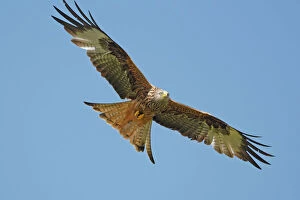Images Dated 24th June 2009: RED KITE