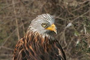 Red Kite - captive Red Kite - captive
