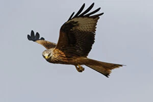 Red Kite Gallery: Red Kite - in flight - Catile and Leon, Spain