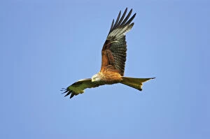 Raptor Collection: Red Kite - in flight Gigrin Farm, Wales BI003134