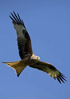 Raptor Collection: Red Kite in flight at RSPB site, UK - situated at Gigrin Farm, Rhayade, r Powys