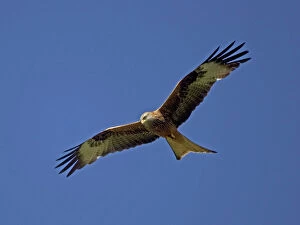 Raptor Collection: Red Kite in flight at RSPB site Wales, UK - at Gigrin Farm, Rhayade, r Powys