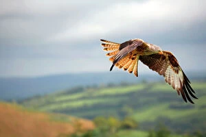 Ornithology Collection: Red Kite - in flight - Wales - UK