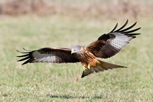 Images Dated 22nd March 2011: Red Kite - in low flight over field - searching for carrion