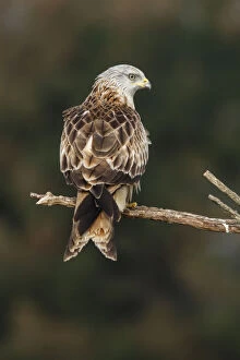 Red Kite Gallery: Red Kite - perched on a branch - Castile and Leon, Spain