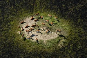 Red Lechwe - Aerial view of Red Lechwe on Island Red Lechwe - Aerial view of Red Lechwe on Island