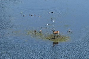 Red Lechwe - Aerial view of Red Lechwe on Okavango Island Red Lechwe - Aerial view of Red Lechwe on Okavango Island