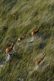 Red Lechwe - Aerial view of Red Lechwe Running in water Red Lechwe - Aerial view of Red Lechwe Running in water