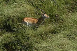 Red Lechwe - Aerial view of Red Lechwe standing in water Red Lechwe - Aerial view of Red Lechwe standing in water