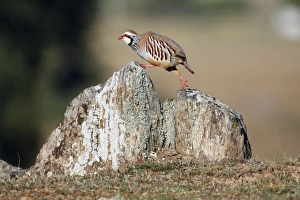 Red-legged Partridge - climbing across stones Red-legged Partridge - climbing across stones