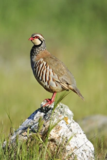 Red legged Partridge - male perched on stone Red legged Partridge - male perched on stone