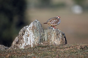 Red-legged Partridge - perched on stones Red-legged Partridge - perched on stones