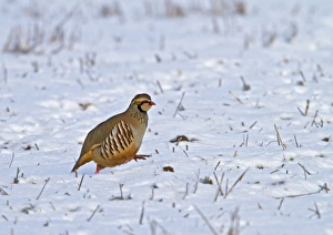 Red-legged Partridge - running in snow Red-legged Partridge - running in snow