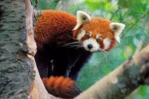 Images Dated 2nd February 2005: Red/Lesser Panda - Peering round tree branches. 4Mu81