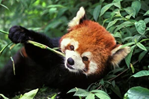 Red / Lesser PANDA / Red cat-bear - Eating bamboo shoot