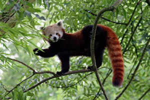 Red / Lesser PANDA / Red cat-bear - in tree