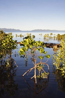 Red Mangroves - showing distinctive prop roots which support the main trunk Red Mangroves - showing distinctive prop roots which support the main trunk