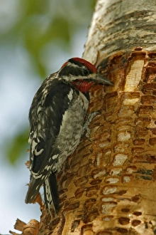 Red-naped Sapsucker - Perched on tree trunk where rows of shallow holes have been drilled in the tree bark over a Red-naped Sapsucker - Perched on tree trunk where rows of shallow holes have been drilled in the tree bark over a
