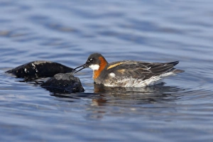 Red-Necked Phalarope - female searching for insects on rocks Red-Necked Phalarope - female searching for insects on rocks