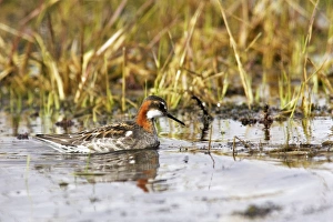 Red-necked Phalarope - in water Red-necked Phalarope - in water