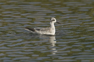 Red-necked Phalarope - winter plumage Red-necked Phalarope - winter plumage