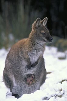 Images Dated 21st August 2006: Red-necked Wallaby / Bennett's Wallaby - Australia - Marsupial - Mother