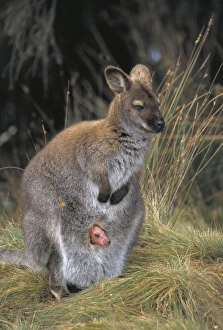 Red-necked Wallaby / Bennetts Wallaby - With young in pouch sticking head out Red-necked Wallaby / Bennetts Wallaby - With young in pouch sticking head out