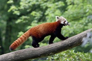Gathering Collection: Red Panda / Red Cat-bear - animal transporting bedding for den, Hessen, Germany