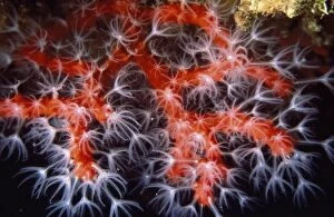 Red & Pink Coral - Also known as: precious coral