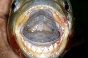 Red / Red-Bellied Piranha - mouth wide open showing teeth Red / Red-Bellied Piranha - mouth wide open showing teeth