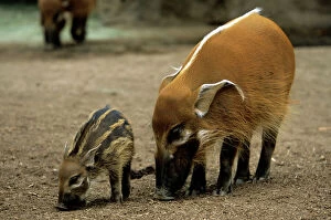 Images Dated 31st May 2011: Red River Hog - female with young