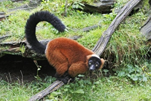 Red Ruffed Lemur - feeding on ground Red Ruffed Lemur - feeding on ground
