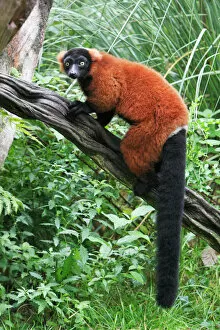 Images Dated 24th September 2008: Red Ruffed Lemur - sitting on branch