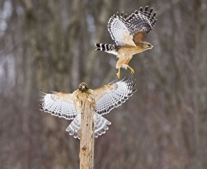 Red-shouldered Hawk - paired adults. Female landing, male taking off Red-shouldered Hawk - paired adults. Female landing, male taking off