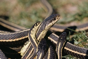 Red-Sided Garter Snake - Males (small) courting female (large) Red-Sided Garter Snake - Males (small) courting female (large)