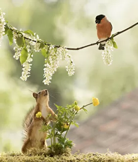 Red Squirrel and bullfinch with a hagberry flower branch Date: 31-05-2021