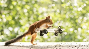 Sports Venue Gallery: red squirrel is climbing on an Skateboard Date: 15-07-2021