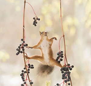 Vitis Gallery: Red Squirrel climbs between grape branches Date: 14-10-2021