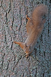 Red Squirrel - coming down tree trunk head first Red Squirrel - coming down tree trunk head first