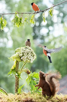 red squirrel with a couple of bullfinches Date: 18-06-2018
