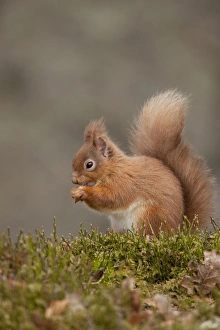 Red Squirrel - eating nuts on woodland floor - February Red Squirrel - eating nuts on woodland floor - February