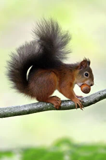 Red Squirrel - with hazel nut in mouth on branch