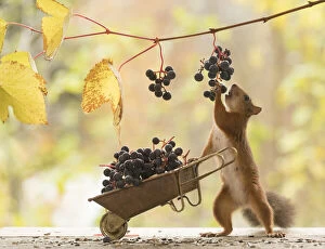 Vitis Gallery: Red Squirrel hold a wheelbarrow with grapes Date: 02-10-2021
